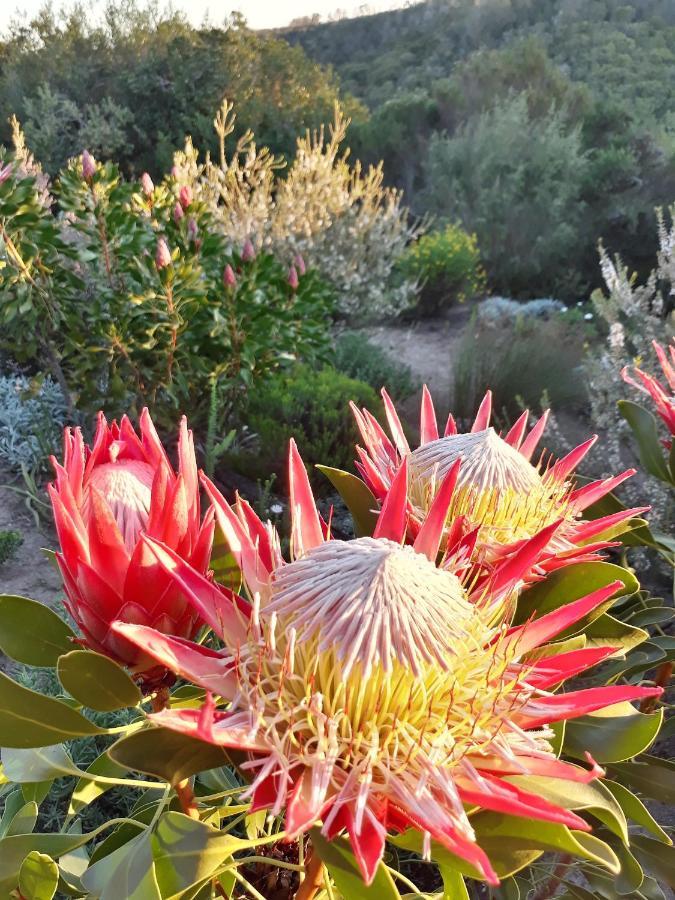 Woodlands Self Catering Hotel Knysna Kültér fotó